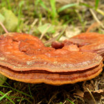 ganoderma lucidum